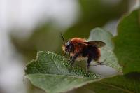 Bombus rubicundus image