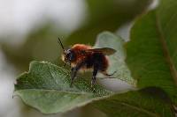 Bombus rubicundus image