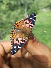 Vanessa braziliensis image