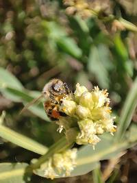 Apis mellifera image