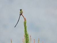 Lesbia victoriae image