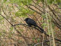 Crotophaga sulcirostris image