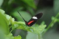 Heliconius himera image