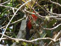 Trogon mesurus image