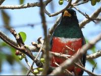 Trogon mesurus image