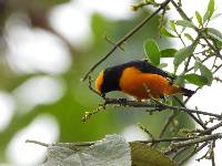 Euphonia saturata image