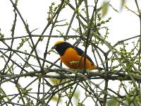 Euphonia saturata image