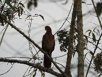 Ortalis erythroptera image