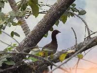 Ortalis erythroptera image