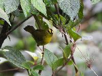 Myiothlypis nigrocristata image