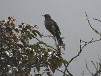 Turdus fuscater image