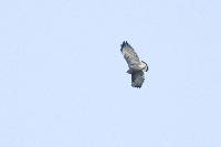 Buteo polyosoma image