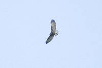 Buteo polyosoma image