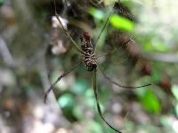 Trichonephila clavipes image