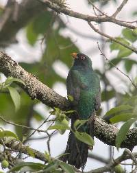 Trogon mesurus image