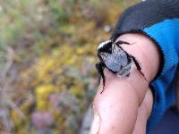 Bombus funebris image