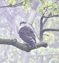 Leucopternis occidentalis image