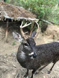 Odocoileus virginianus image