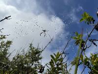 Argiope argentata image