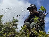 Argiope argentata image