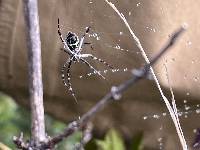 Argiope argentata image