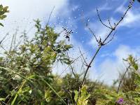 Argiope argentata image