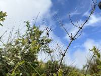 Argiope argentata image