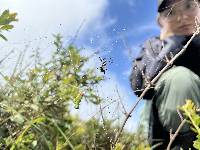 Argiope argentata image