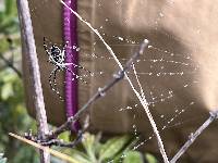 Argiope argentata image