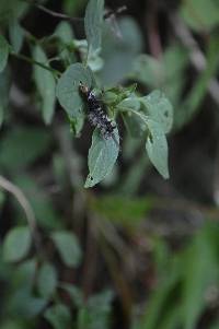 Carales astur image