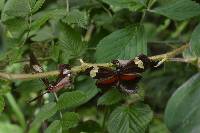 Heliconius himera image