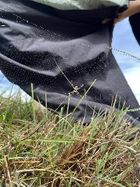 Argiope argentata image