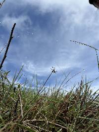 Argiope argentata image