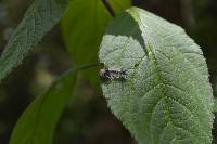 Carales astur image