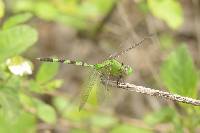 Erythemis vesiculosa image