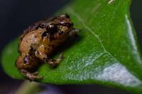 Pristimantis andinognomus image