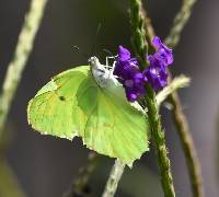 Anteos maerula image