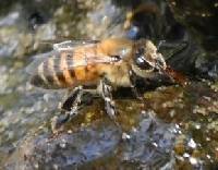 Apis mellifera image