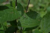 Peucetia rubrolineata image