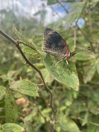 Diaethria ceryx image