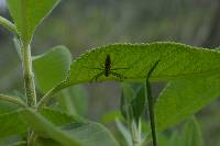 Peucetia rubrolineata image