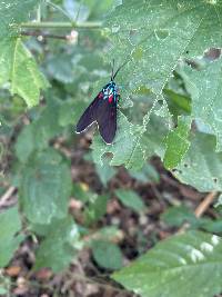 Cyanopepla fastuosa image