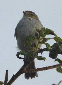 Zimmerius viridiflavus image