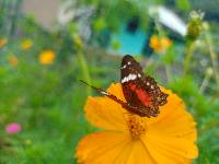 Anartia amathea image