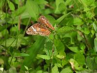 Anartia amathea image