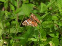 Anartia amathea image