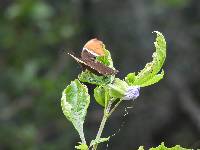 Siproeta epaphus image