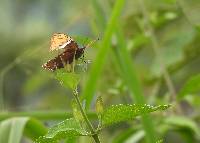 Siproeta epaphus image