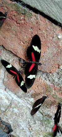 Heliconius himera image