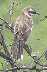 Mimus longicaudatus image